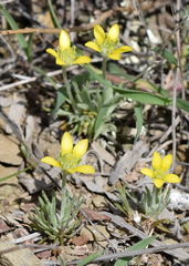 Ceratocephala falcata