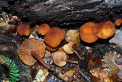 Gymnopilus austropicreus