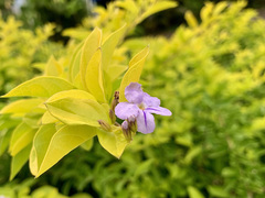 Duranta erecta