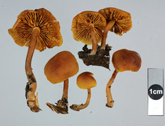 Gymnopilus austropicreus