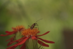 Dysdercus ruficollis