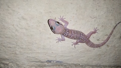 Hemidactylus whitakeri