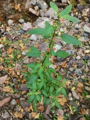 Scrophularia trifoliata