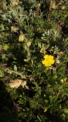 Cistus lasianthus alyssoides