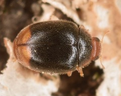 Diomus terminatus