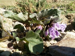 Physochlaina physaloides