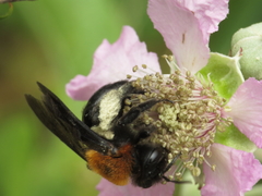 Andrena thoracica