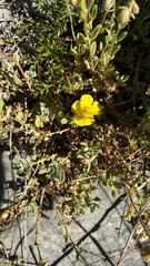 Cistus lasianthus alyssoides