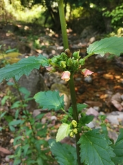 Scrophularia trifoliata