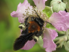 Andrena thoracica