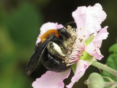 Andrena thoracica