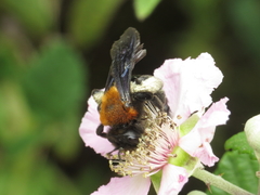 Andrena thoracica