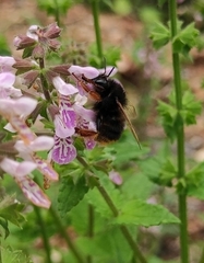 Bombus flavescens