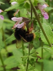 Bombus flavescens