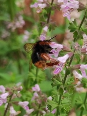 Bombus flavescens