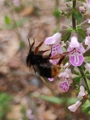 Bombus flavescens