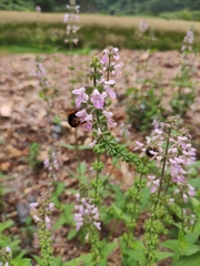 Bombus flavescens