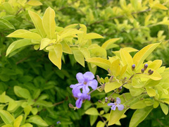 Duranta erecta