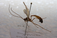 Enicospilus ramidulus