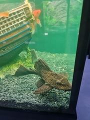 Pterygoplichthys gibbiceps