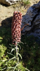 Digitalis parviflora