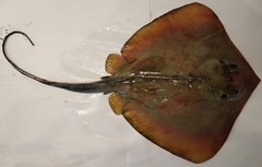 Dasyatis pastinaca