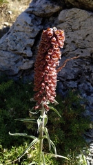 Digitalis parviflora