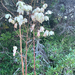 Yucca filamentosa filamentosa - Photo (c) bchau11, μερικά δικαιώματα διατηρούνται (CC BY-NC)