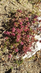 Thymus praecox britannicus