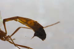 Enicospilus ramidulus
