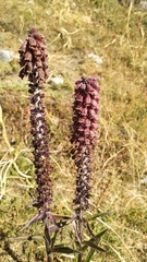 Digitalis parviflora