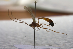Enicospilus ramidulus