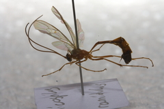 Enicospilus ramidulus