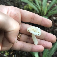 Russula roseopileata