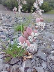 Klatschnelke (Silene vulgaris): Herkunft und Verwendung — Foto 2