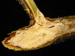 Castanea crenata