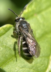 Halictidae
