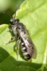 Halictidae