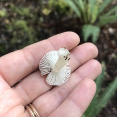 Russula roseopileata