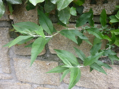 Buddleja