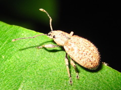 Ptochidius tessellatus