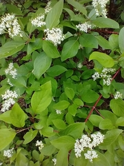 紅枝山茱萸 (Cornus sericea)