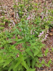 Stachys aspera