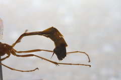 Enicospilus ramidulus