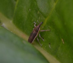 Lixus juncii