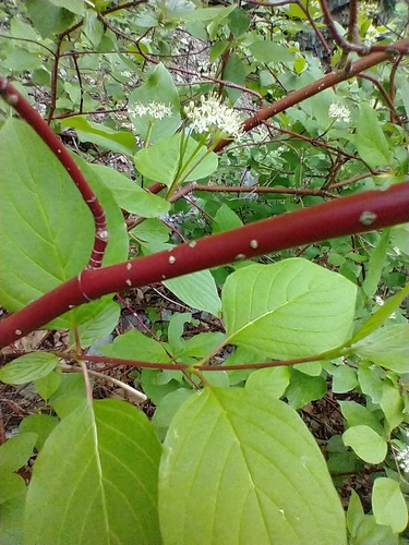 Cornus sericea