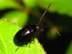 Hymenalia unicolor