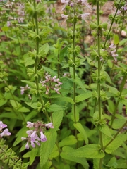 Stachys aspera