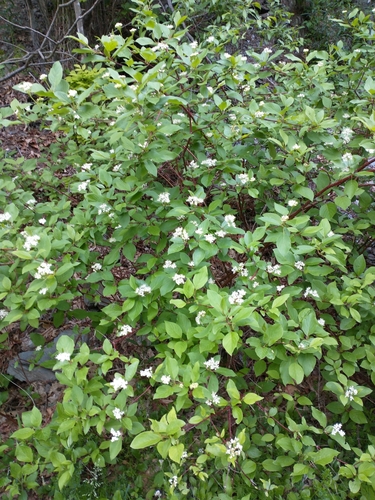 Cornus sericea