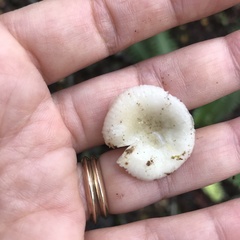 Russula roseopileata